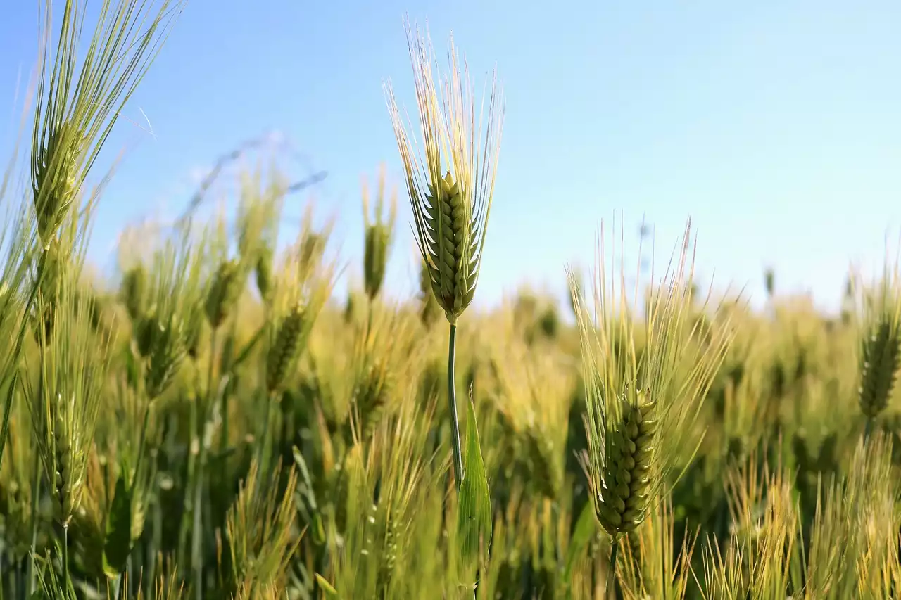 De verborgen bronnen van gluten in uw dieet